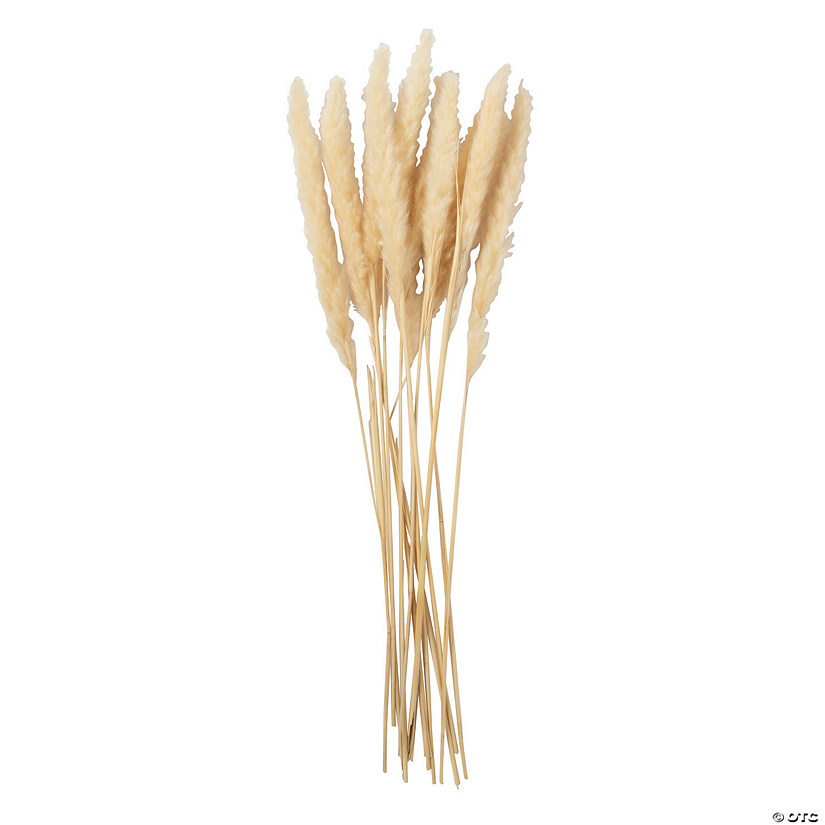 Cream-Colored Pampas Grass Reeds - 12 Pc. Image