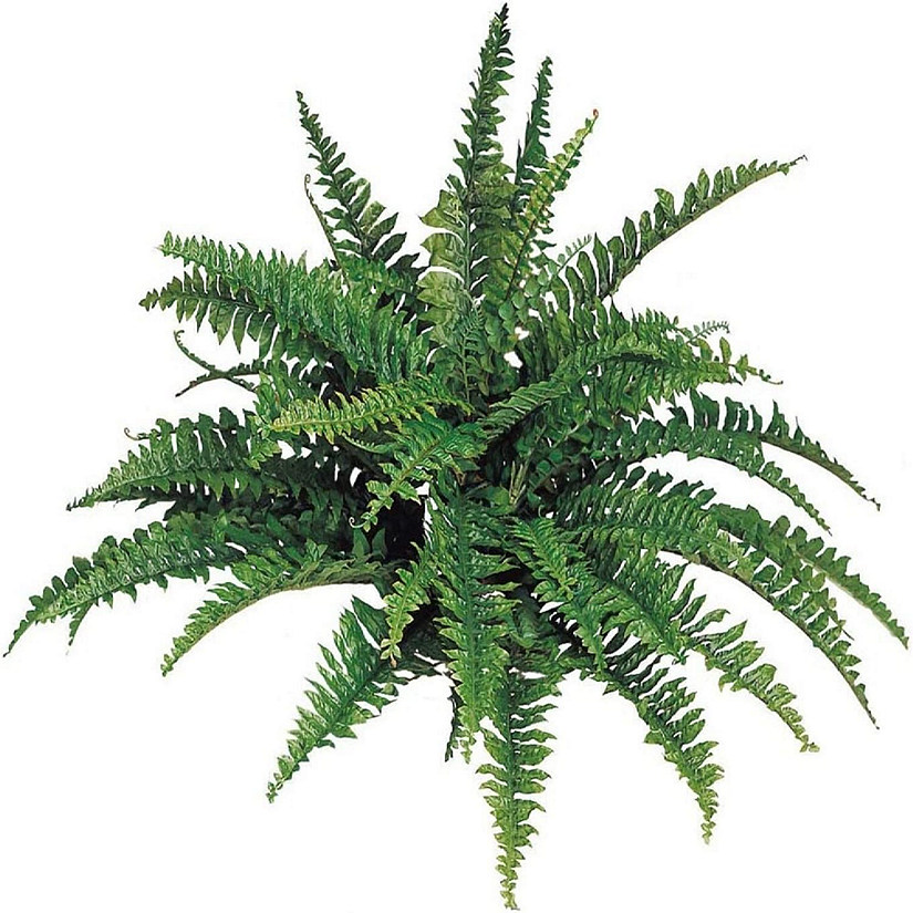 Floral Home Green 34" Boston Fern Plant 1pc Image