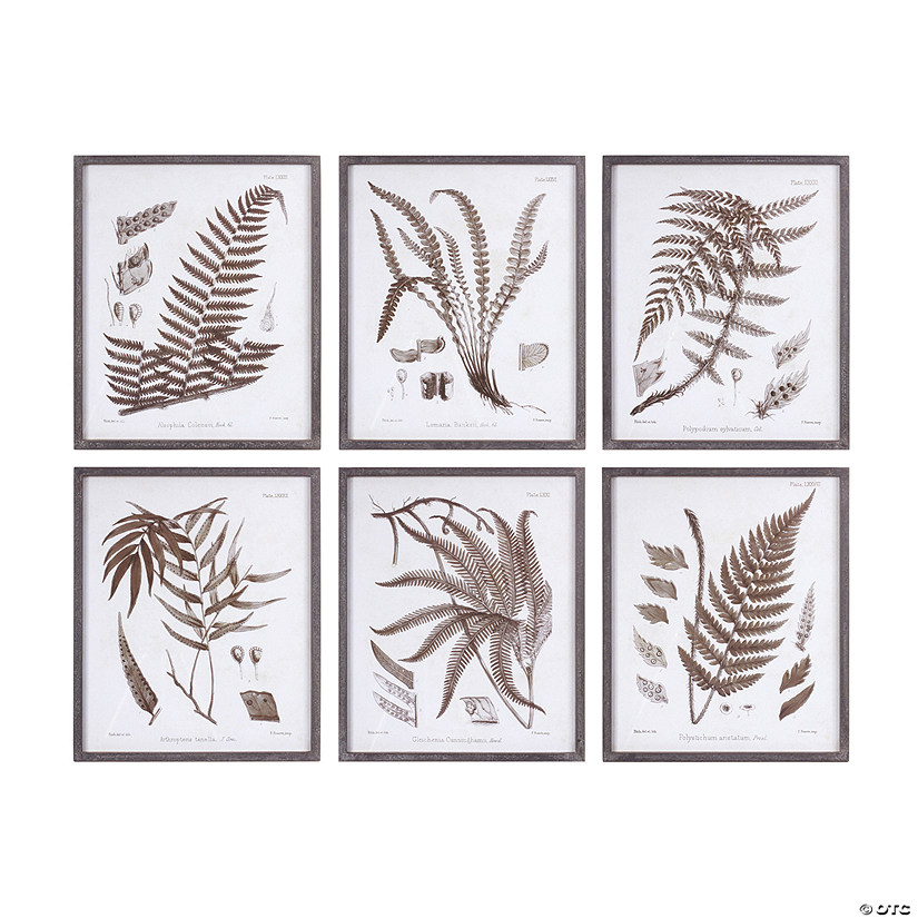 Framed Fern Print (Set Of 6) 19.75"L X 23.75"H Wood/Paper Image