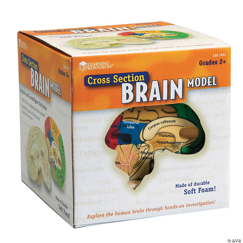 HUMAN BRAIN CROSSSECTION MODEL Image