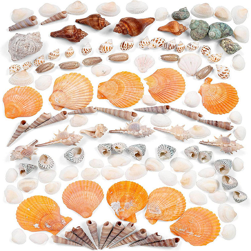 Incraftables Sea Shells (200pcs) Set for DIY Decoration & Crafts. Natural Large & Small Mixed Bulk Seashells & Starfish Image