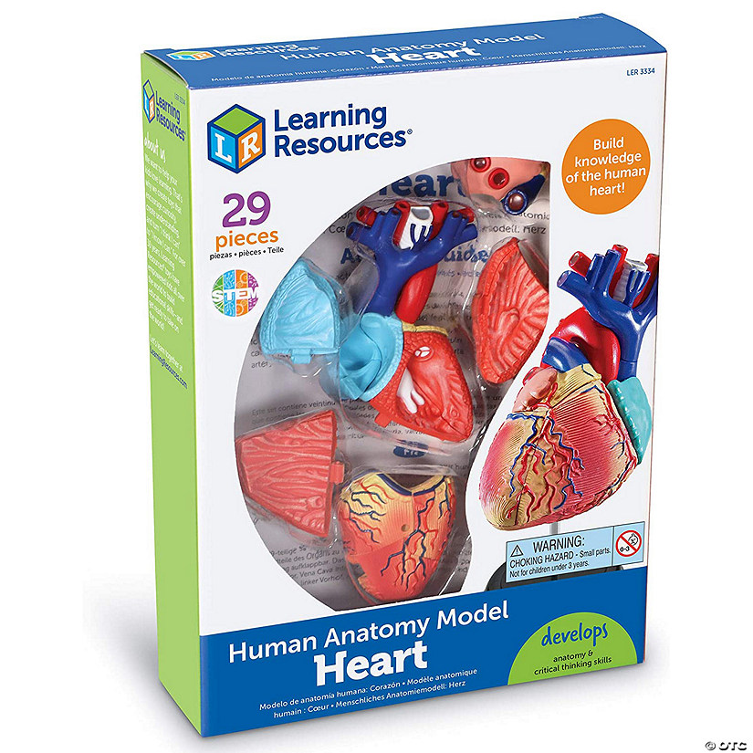 Learning Resources Model Heart Anatomy Image