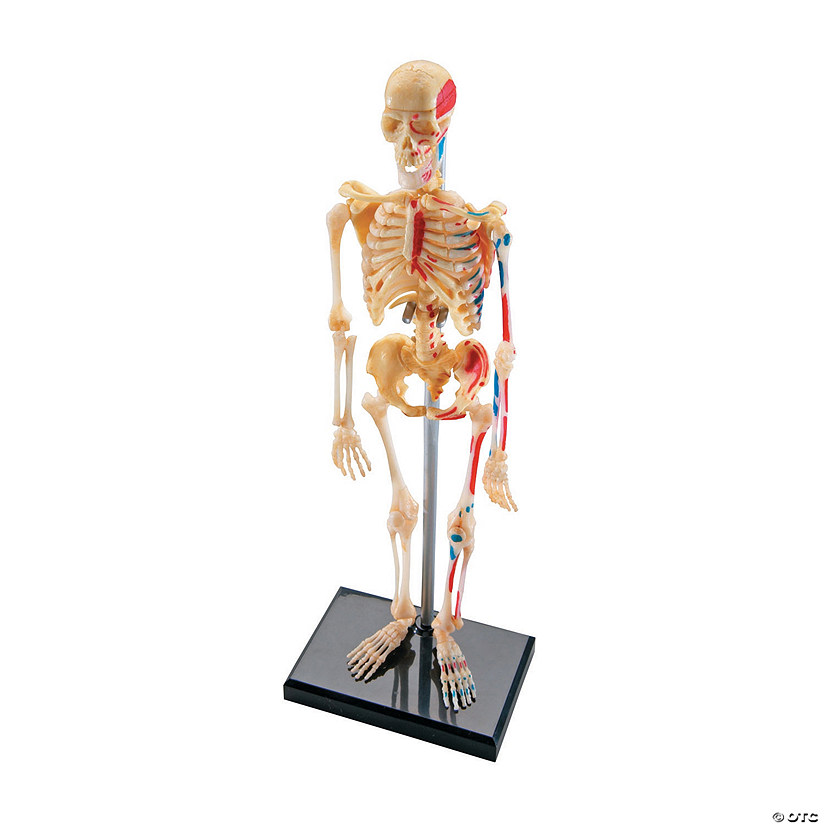 Learning Resources Model Skeleton Image
