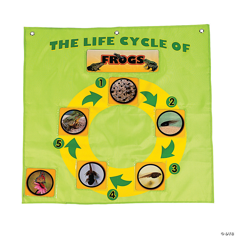 Life Cycle Pocket Chart Discontinued