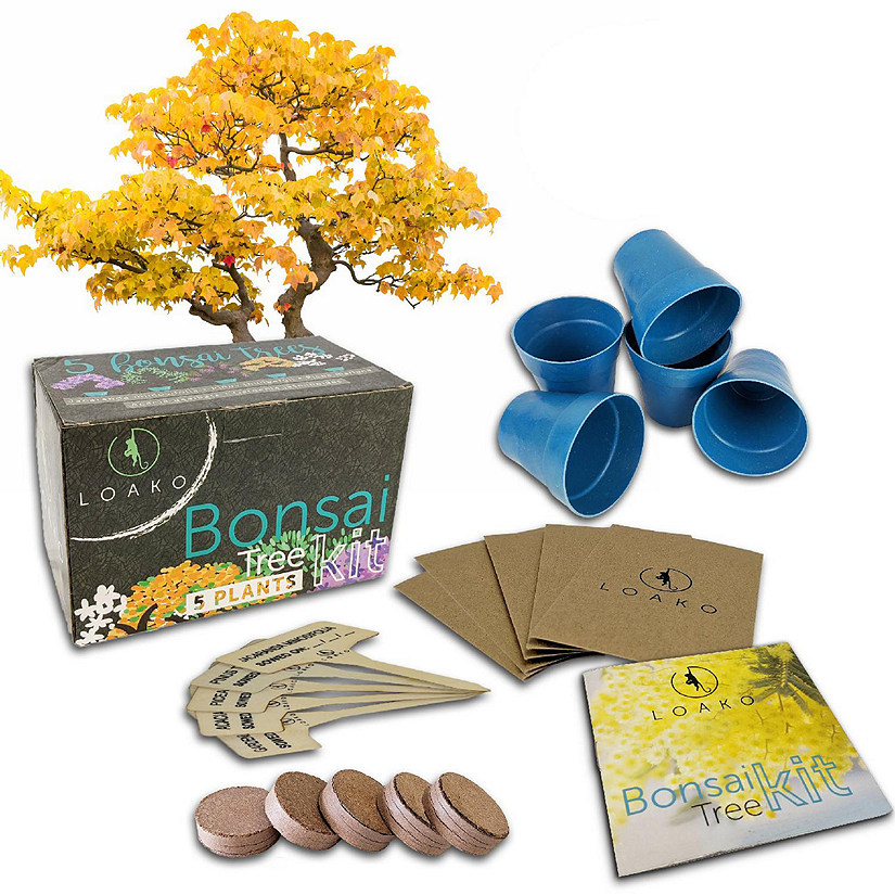 Loako Bonsai Tree Kit