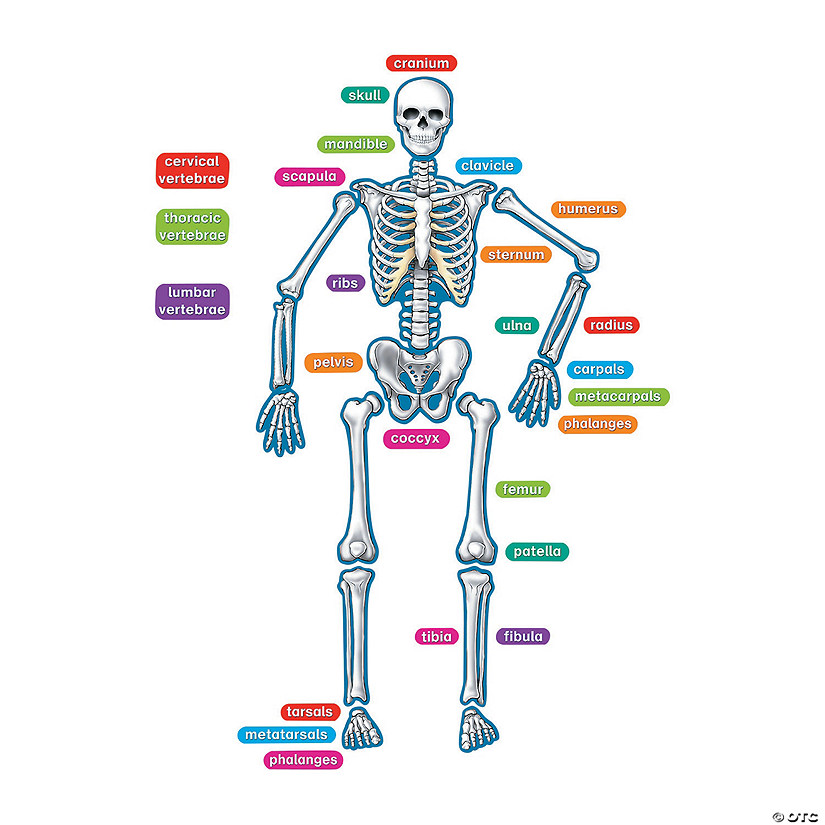 Magnetic Human Skeleton - 40 Pc. Image