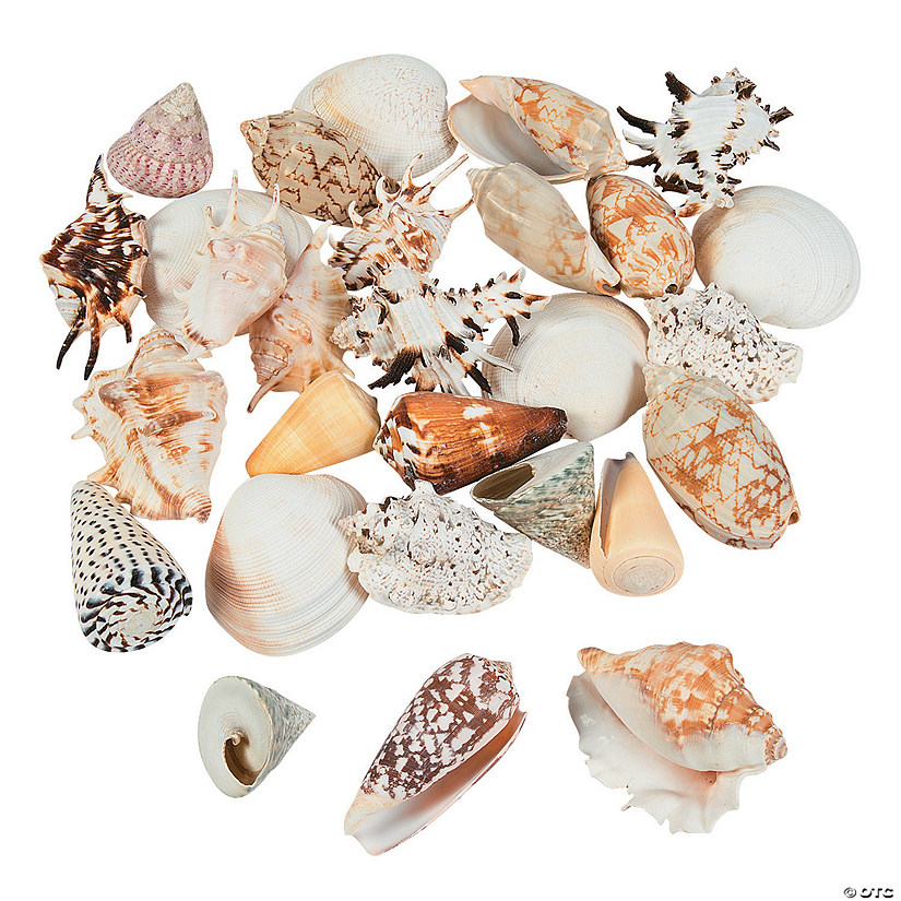 Mega Sea Shell Assortment Image