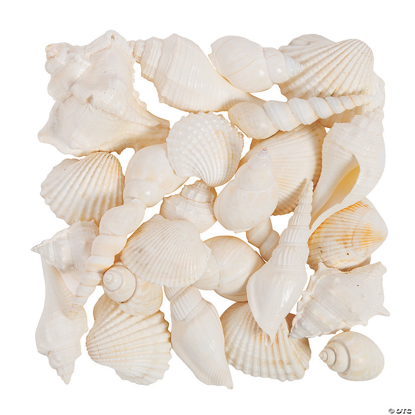 Mixed Large White Sea Shells Image