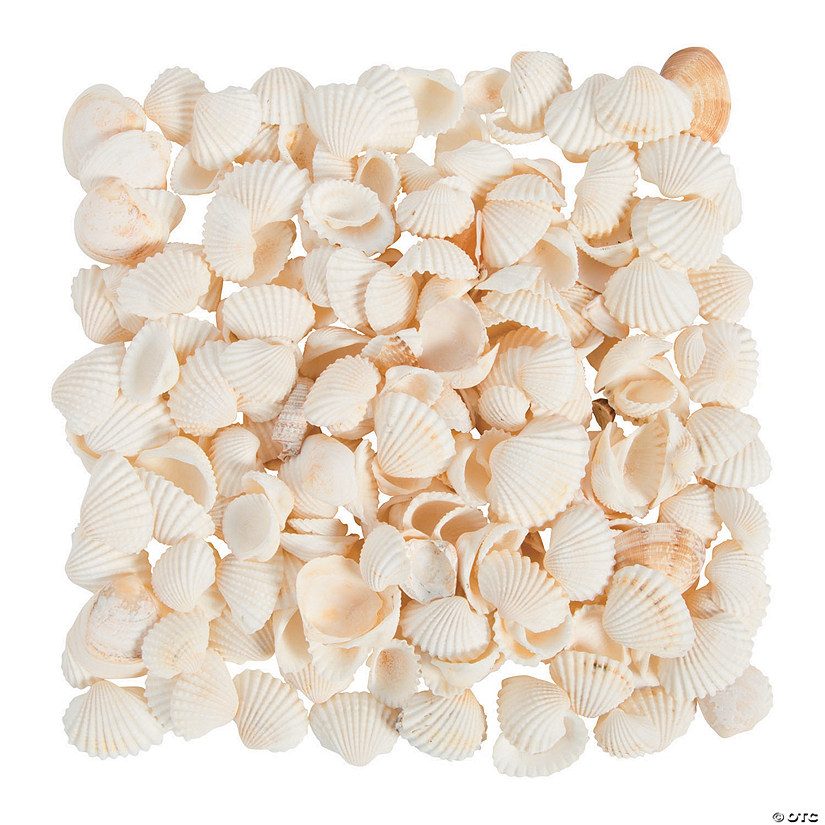 Natural Clamrose Sea Shells Image