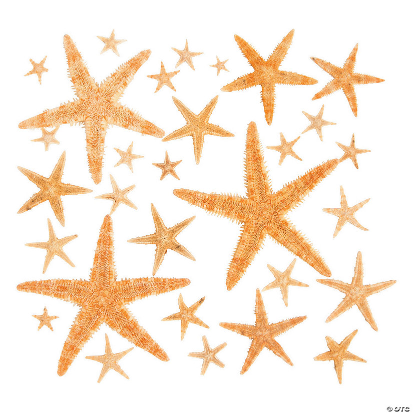 Natural Starfish Assortment - 30 Pc. Image