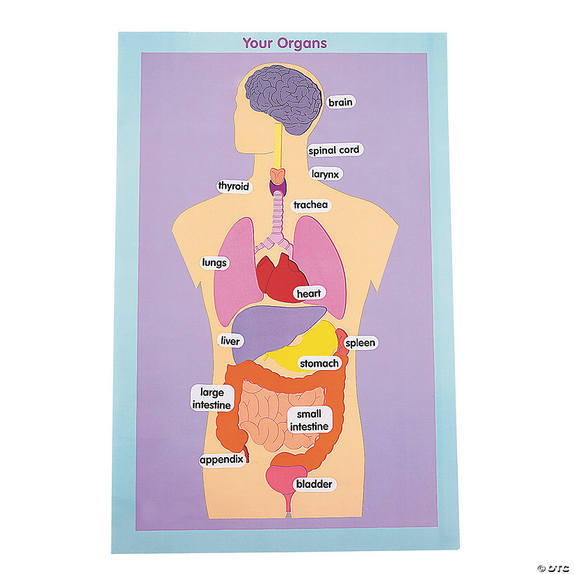 Organs of the Human Body Giant Sticker Scenes - 12 Pc. Image