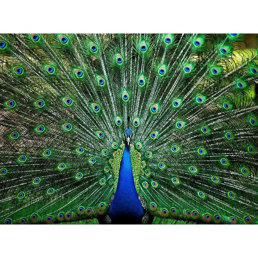 Peacock Plume Wild Zoo Animal 1000 Piece Jigsaw Puzzle Image