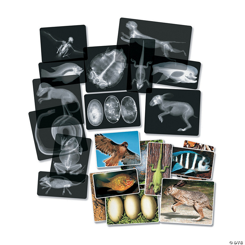 Roylco Animal X-Rays Image