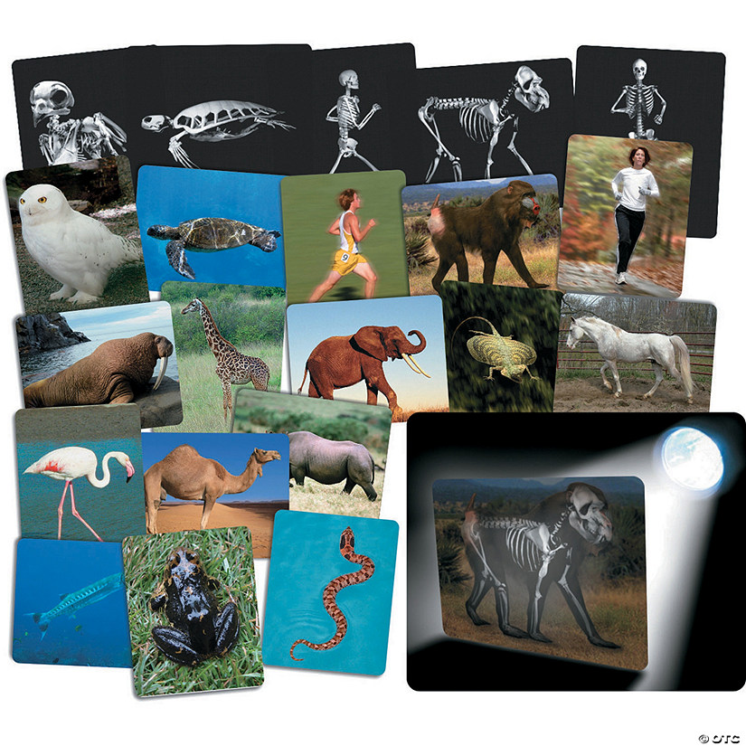 Roylco Whats Inside Animals Image