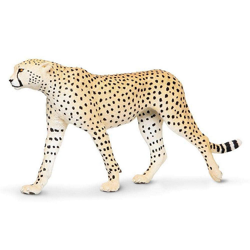 Safari Cheetah A Image