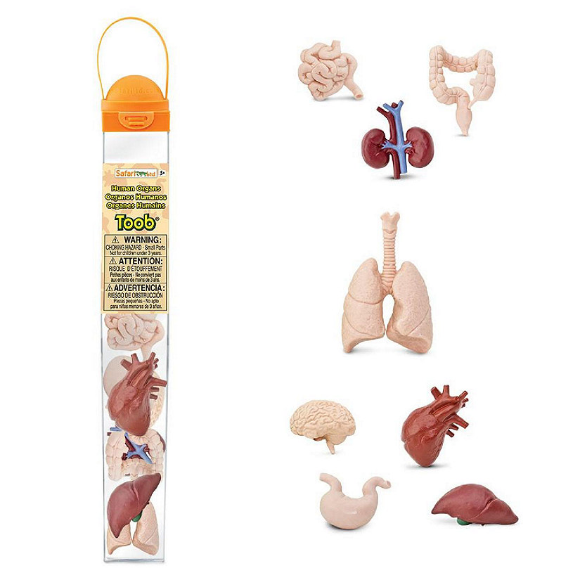 Safari Human Organs TOOB Image