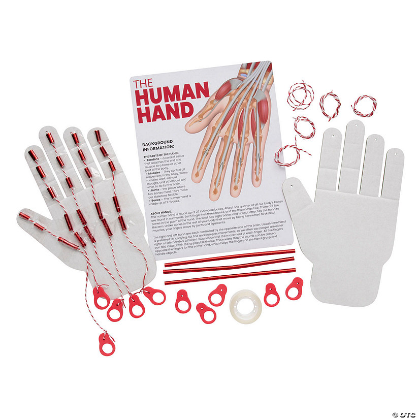 STEM Activities Human Hand - Makes 12 Image