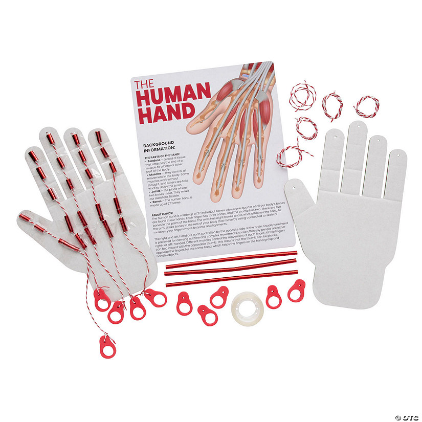 STEM Human Hand Biology Activity Learning Challenge - Makes 12 Image