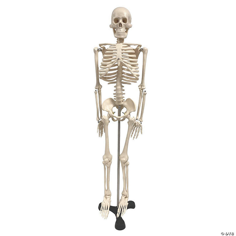 Supertek Human Skeleton Model with Key, 34" Image