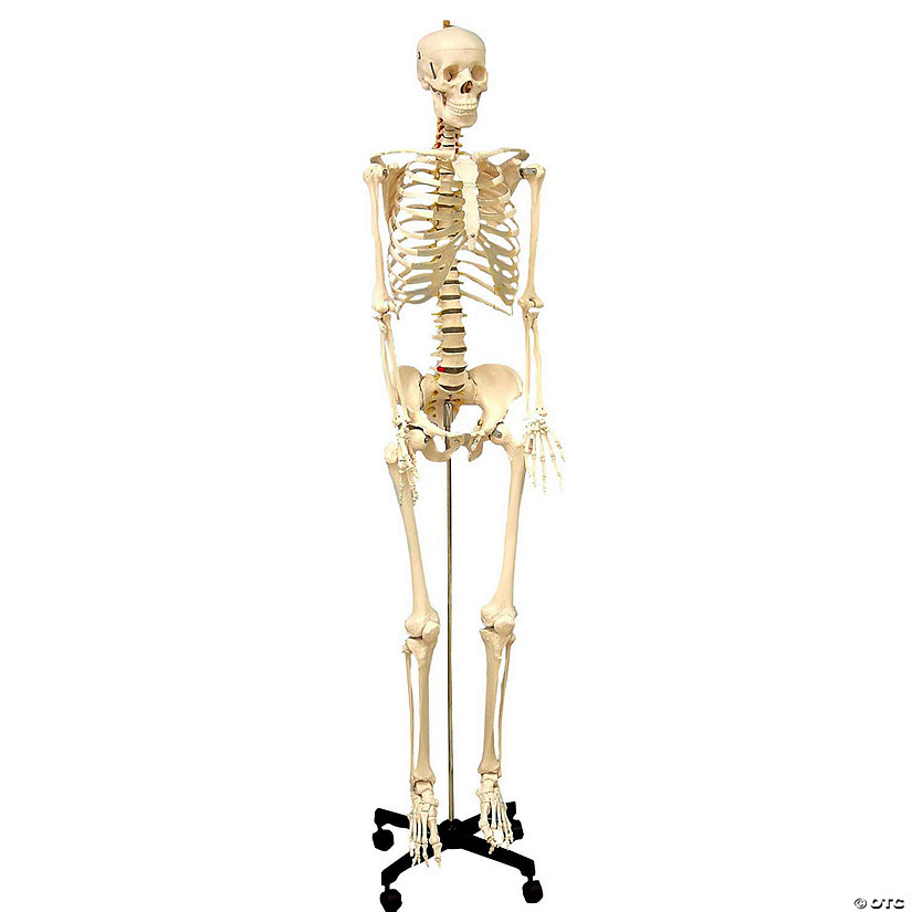 Supertek Life Size Human Skeleton Model with Key, Rod Mount Image