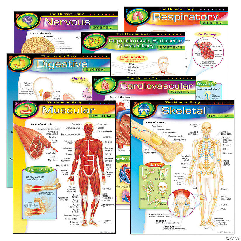 TREND The Human Body Learning Charts Combo Pack, Set of 7 Image