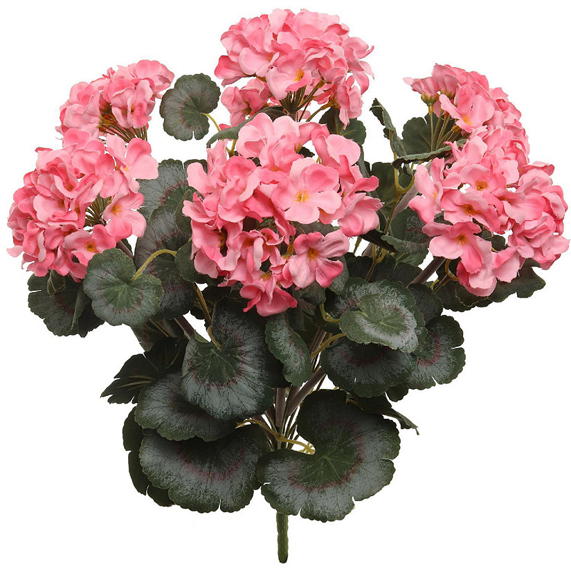 Vibrant Pink 18-Inch Geranium Bush Image
