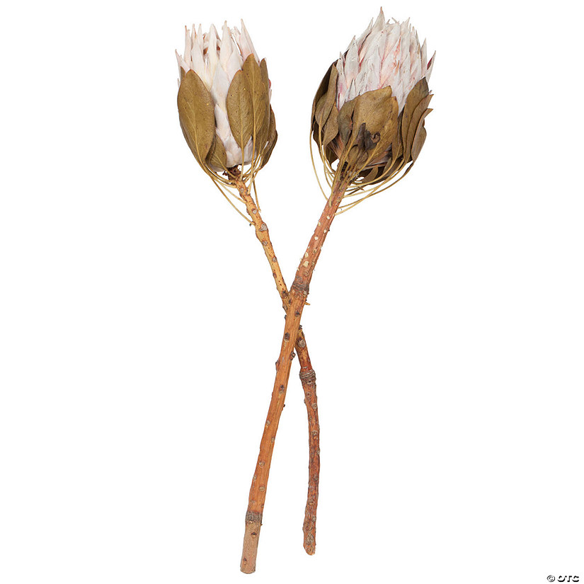 Vickerman 11-13" Blush King Protea Stem, Includes 2 per Pack, Dried Image
