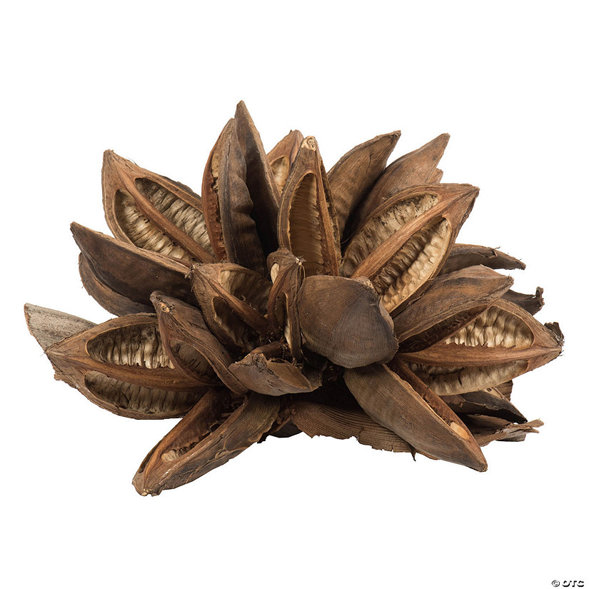 Vickerman 12-16" Natural Star Pod, Extra Large Image