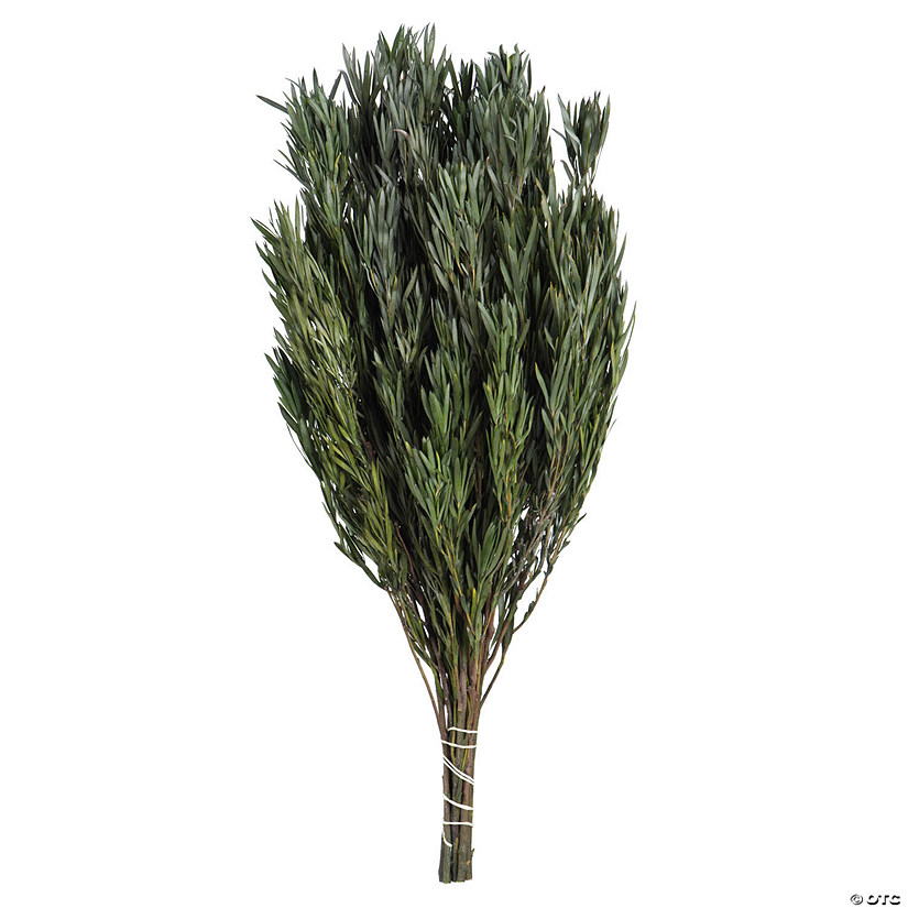 Vickerman 12" Green Salignum, Male, Includes 6-7 oz per Bundle, Dried Image