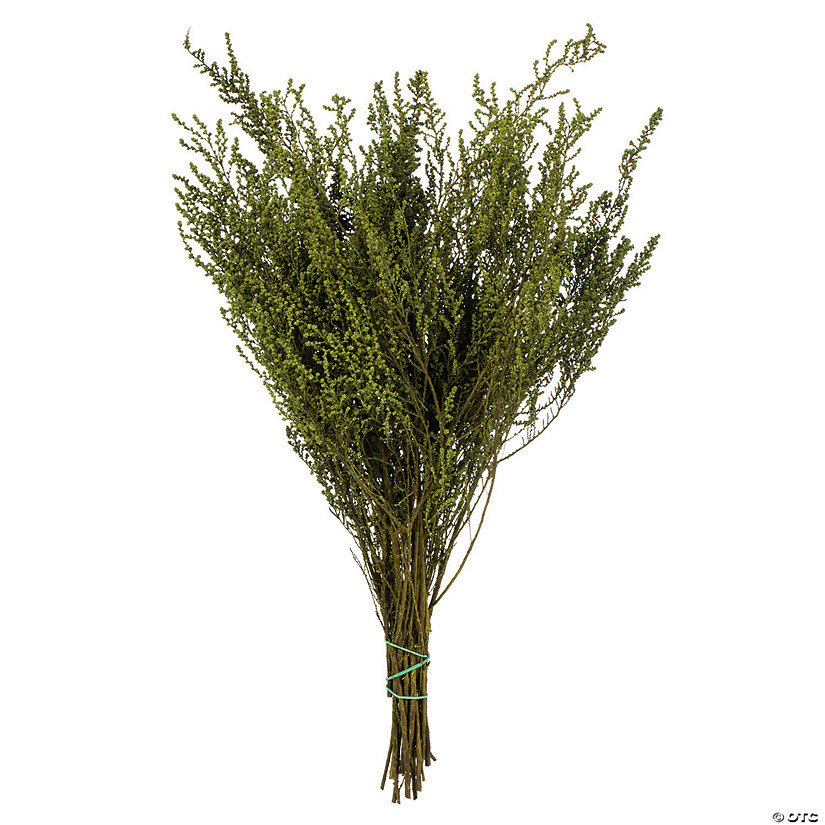 Vickerman 14-18" Oasis Green Stoebe Bundle, Preserved Image