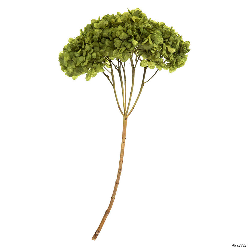 Vickerman 15&#8221; Basil Hydrangea with Multiple Branch Segments. Preserved Image