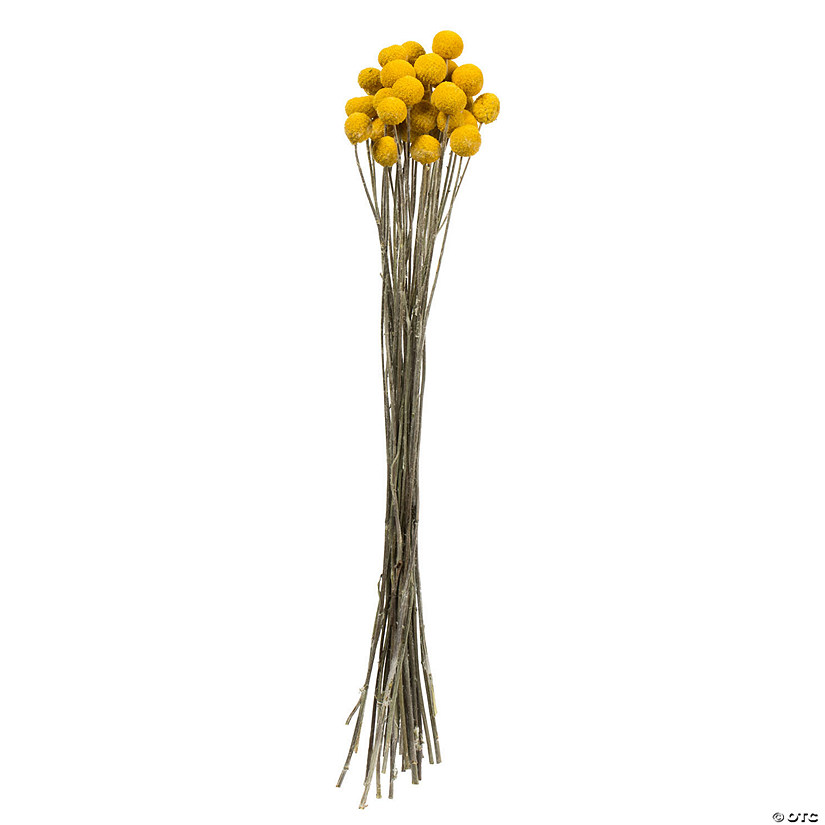 Vickerman 16-18" Yellow Billy Buttons. 25-30 stem bundle, Dried Image