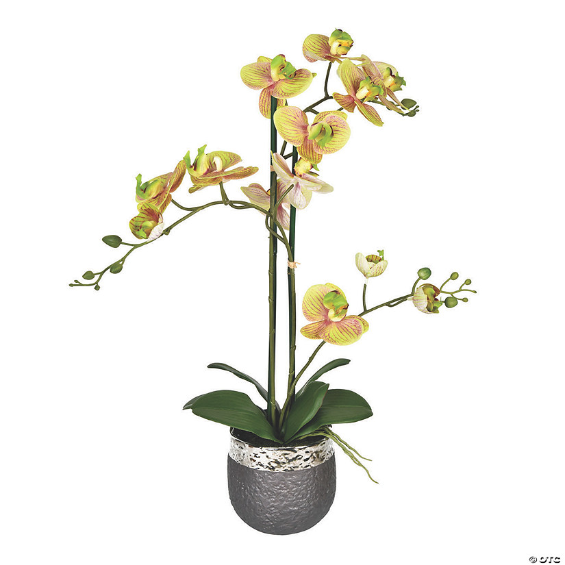 Vickerman 23.5" Potted Real Touch Green Phalaenopsis Spray Image