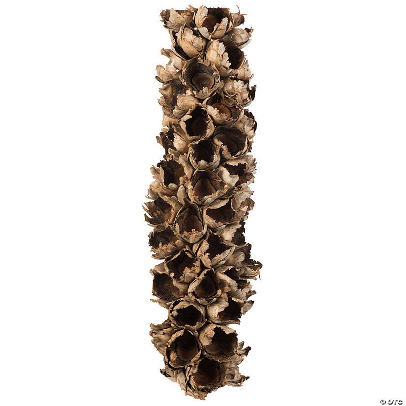 Vickerman 26-28" Natural Giant Seed Pod - Half Image