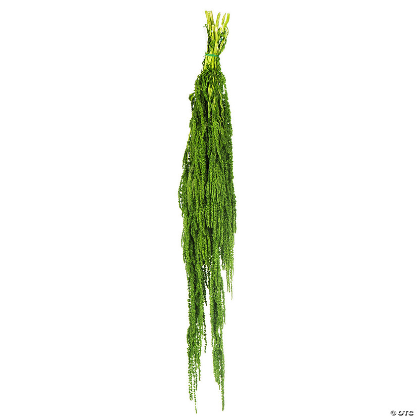 Vickerman 30" Spring Green Amaranthus Bundle, Preserved Image