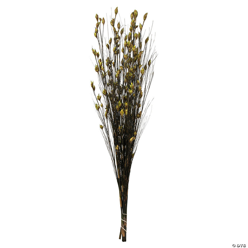 Vickerman 36-40" Basil Bell Grass with Seed Pods, 8-9 oz Bundle, Preserved Image