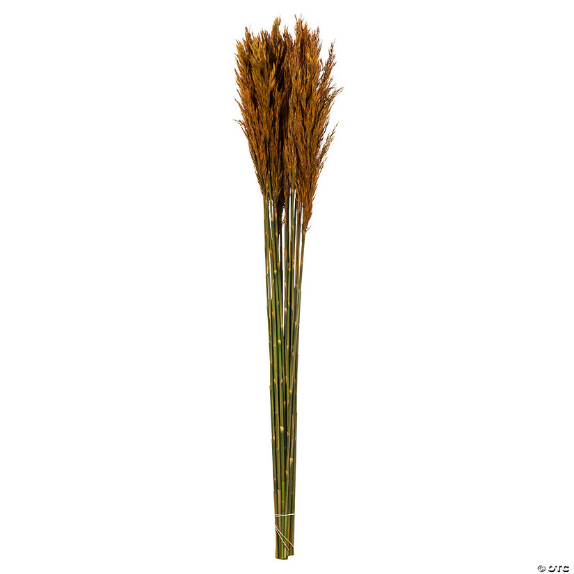 Vickerman 36" Autumn Plume Reed Bundle (15-20 stems), Preserved Image