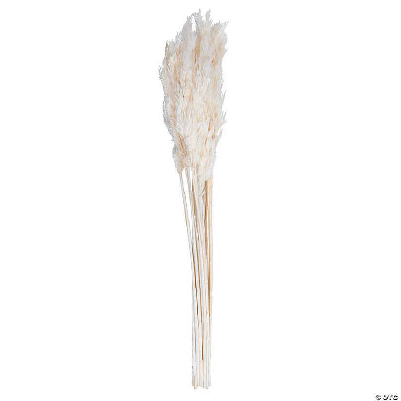 Vickerman 36" Bleached Plume Reed Bundle (15-20 stems), Preserved Image