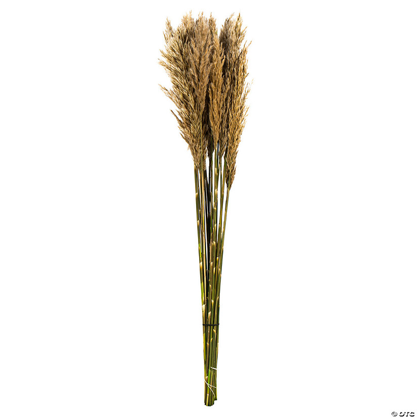 Vickerman 36" Ivory Plume Reed Bundle (15-20 stems), Preserved Image
