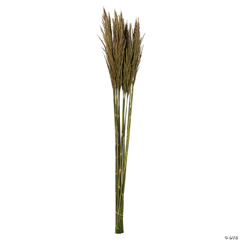Vickerman 36" Natural Green Plume Reed Bundle (15-20 stems), Preserved Image