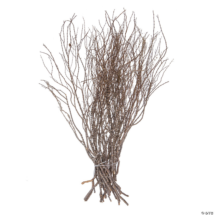 Vickerman 36" Tigerwood bundle, 25 stems per Bundle , Dried Image