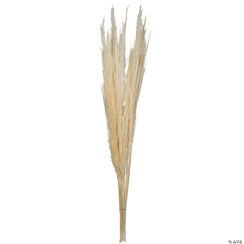 Vickerman 46" Dried Bleached Pampas Grass, 6 pieces per Pack. Image