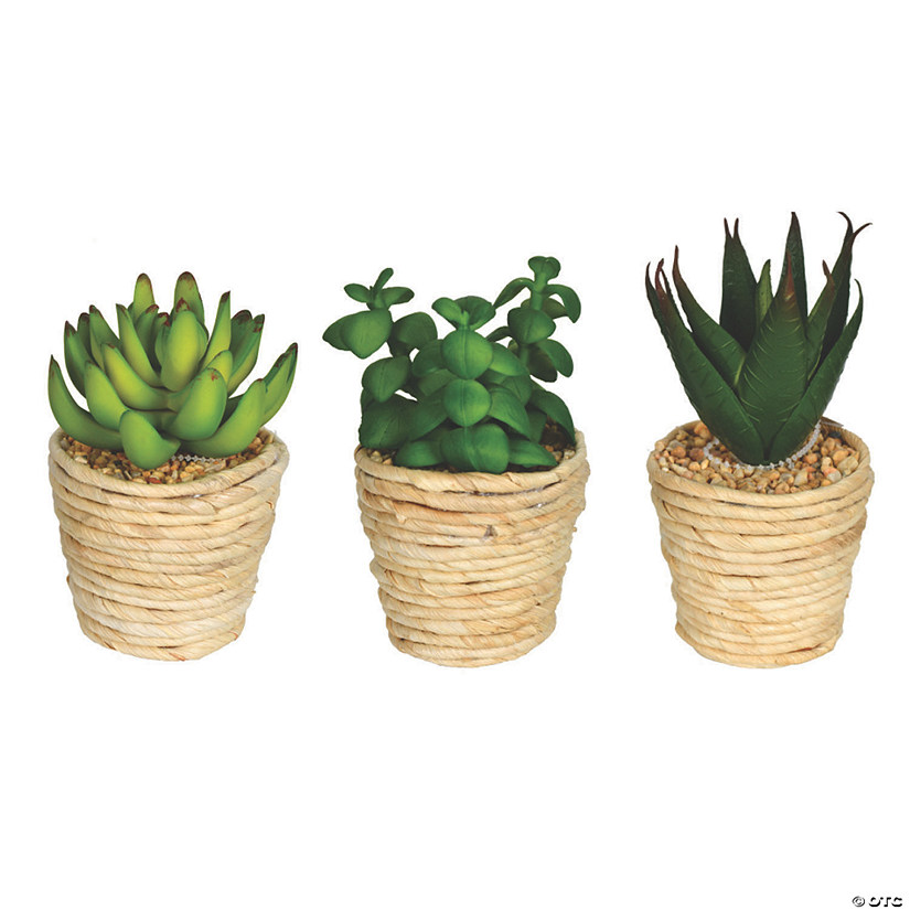 Vickerman 5" and 6" Assorted Potted Succulents - 3/pk Image