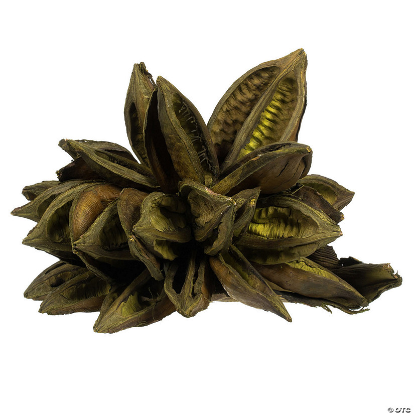 Vickerman 6" Basil Star Pod, 1 piece, Dried Image