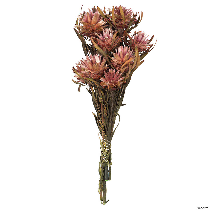 Vickerman 8-20" Erica Pink Plumosum, Female, 8 flower heads per bundle, Preserved Image