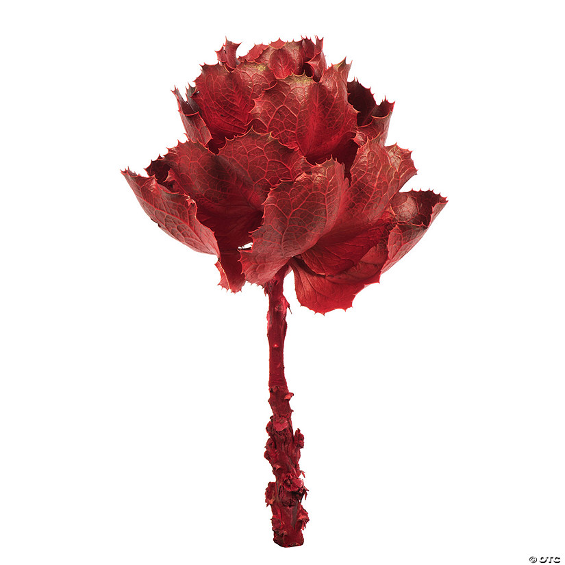 Vickerman 8" Dried Red Queen Flower Image
