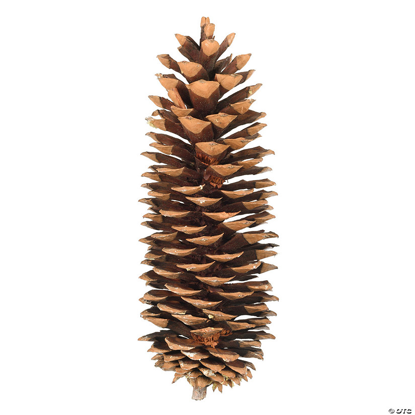 Vickerman 9.5"-10" Sugar Pinecones. Includes seventy sugar pinecones per case. Image