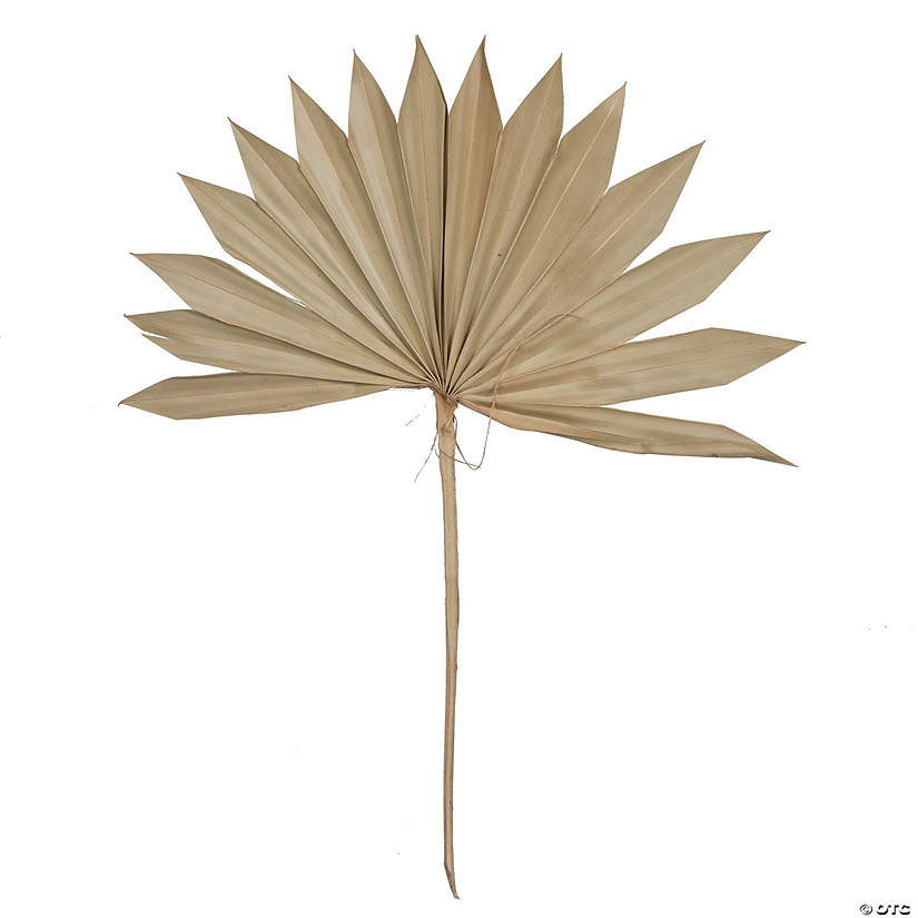 Vickerman Natural Botanicals 20" Palm Sun Spear, Natural. Includes 50 pieces per Pack. Image