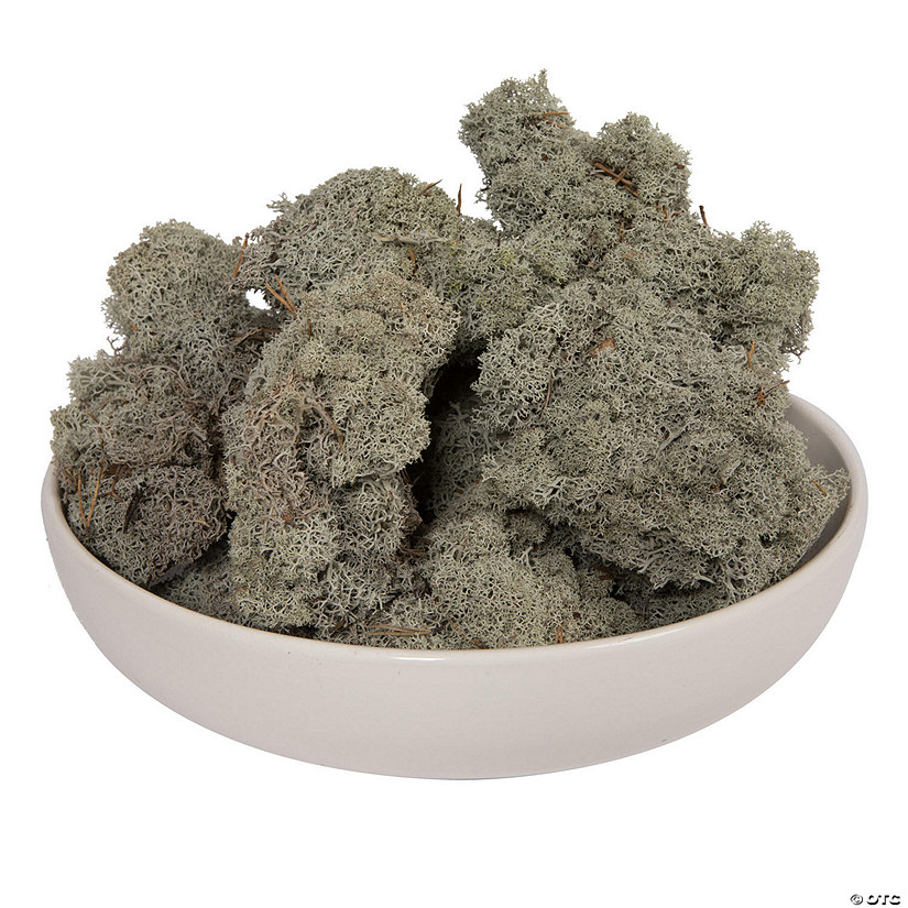 Vickerman Natural Botanicals 9 lb. Silver Grey Reindeer Moss, Preserved. Image