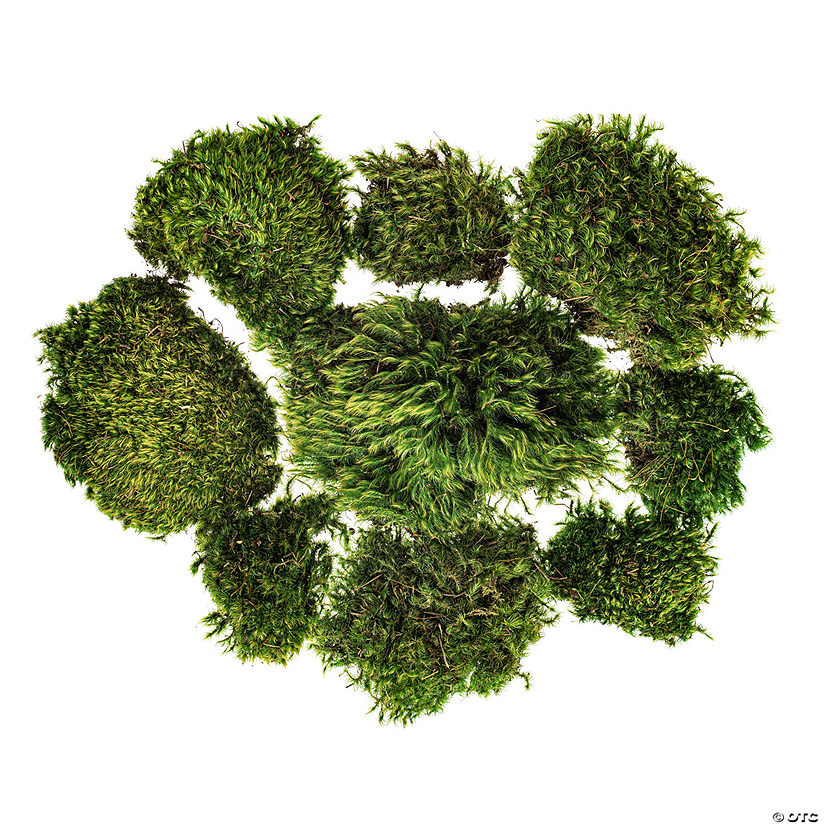 Vickerman Premium Green Mood Moss, Preserved Image